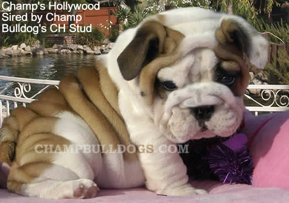 English bulldog puppies picture